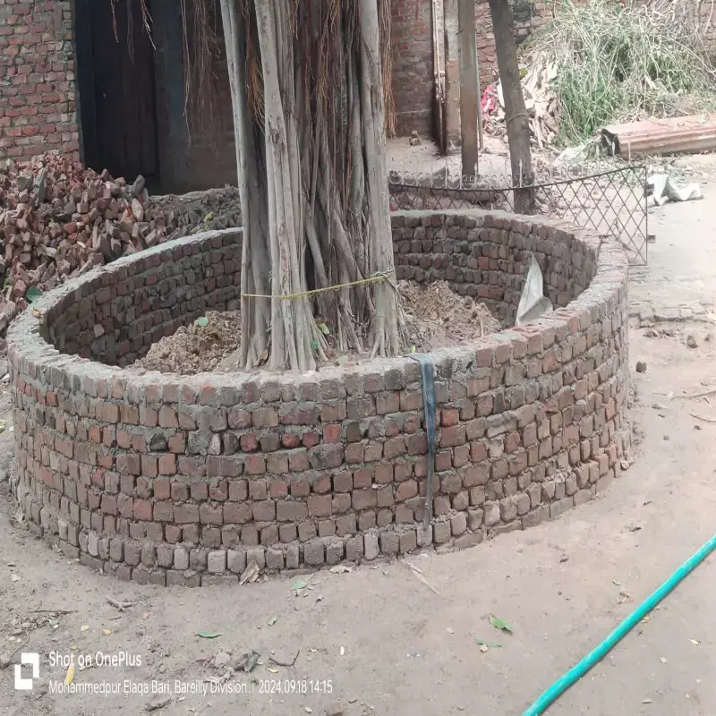 Bargad Tree
